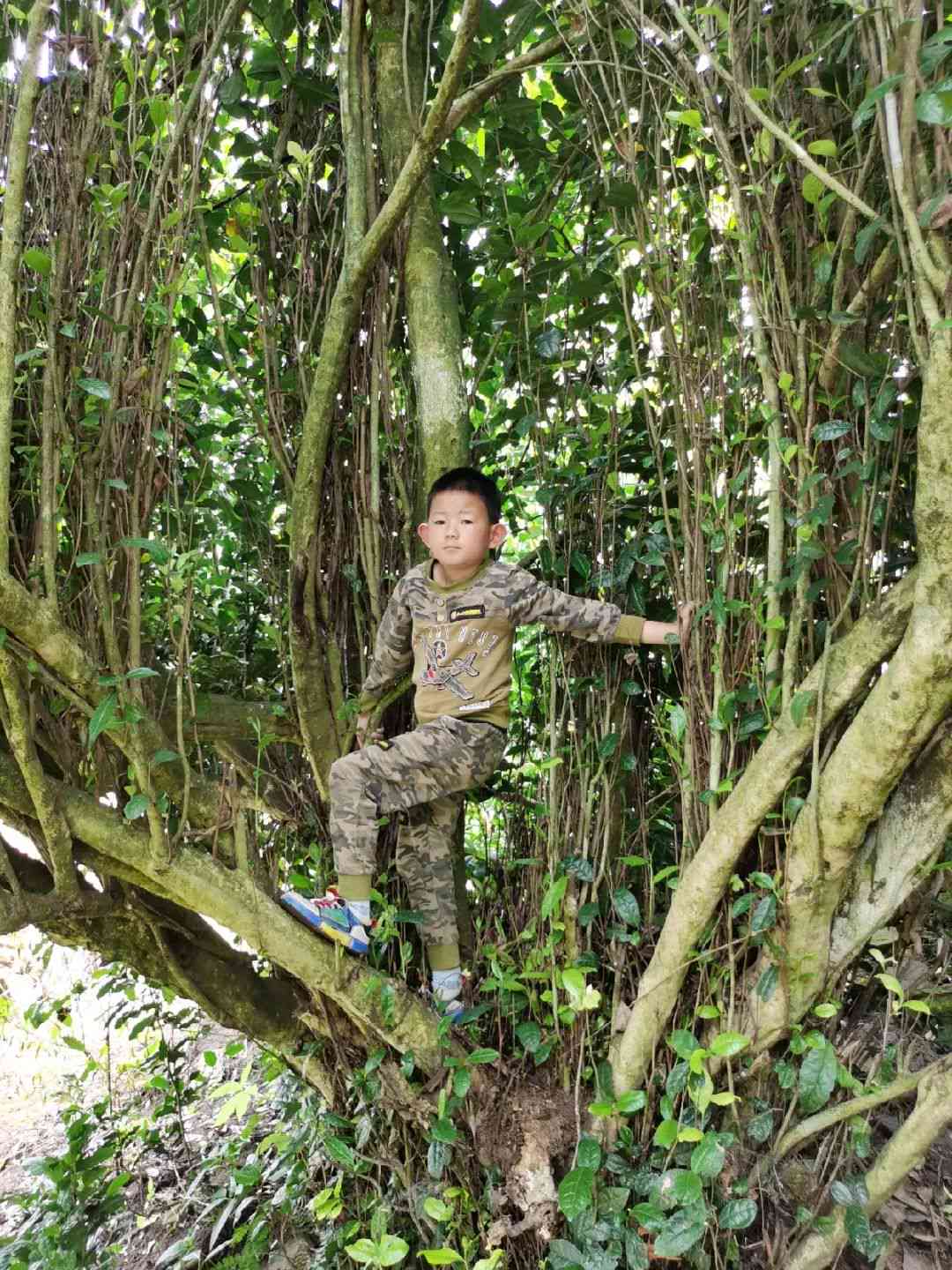      特色普洱茶热销中，原生态古树茶价格优不容错过