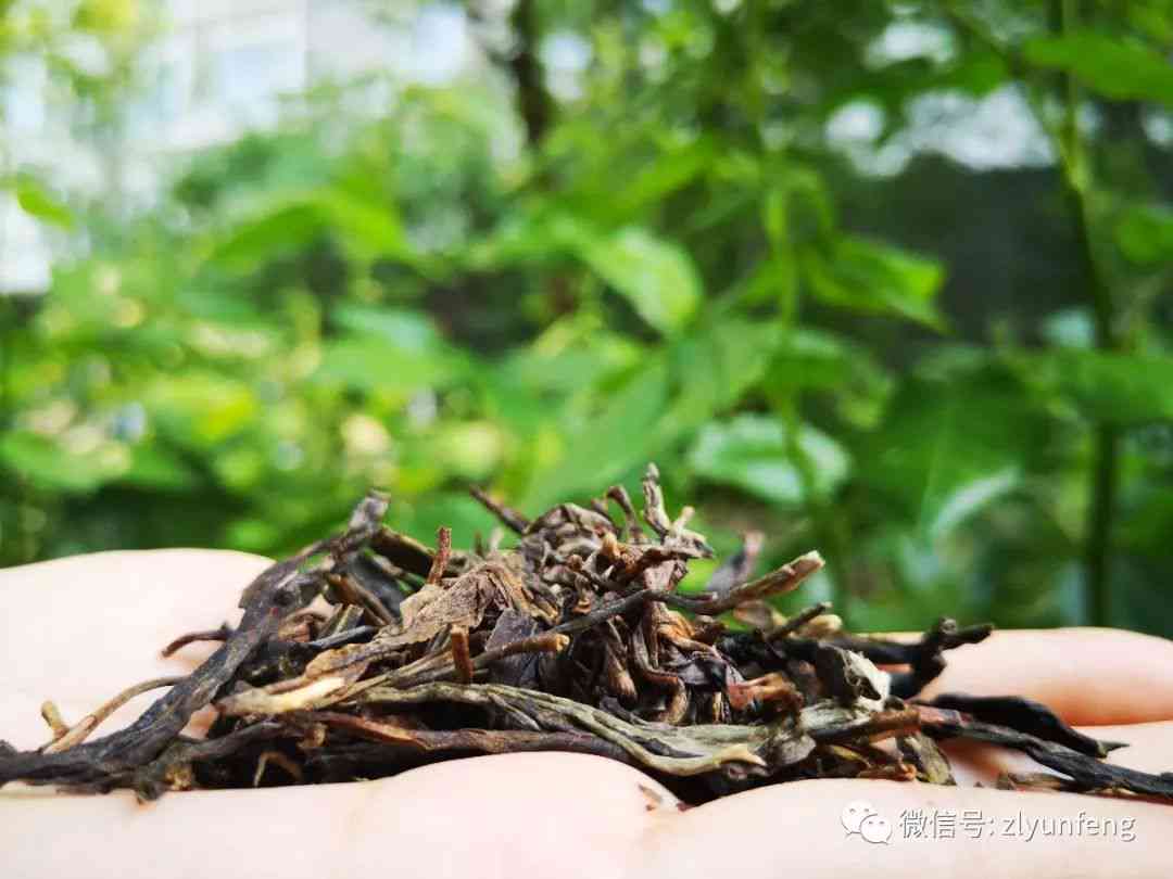 探究普洱茶的精工艺：全过程详解手工制作过程