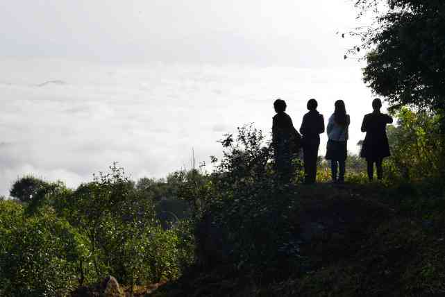 临沧普洱：古树茶香飘溢，冰岛美景尽收眼底