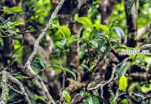 白水塘普洱茶口感特点及价格：比较绿水塘与白水塘普洱茶的优劣