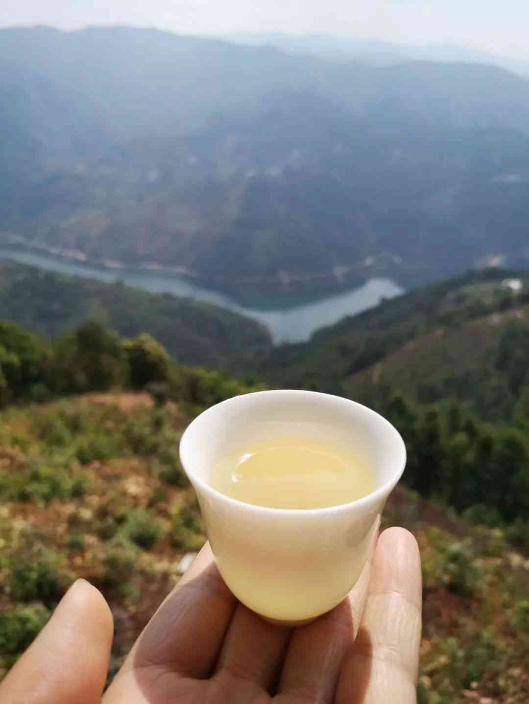 初春普洱茶：早春与春茶的品鉴之道