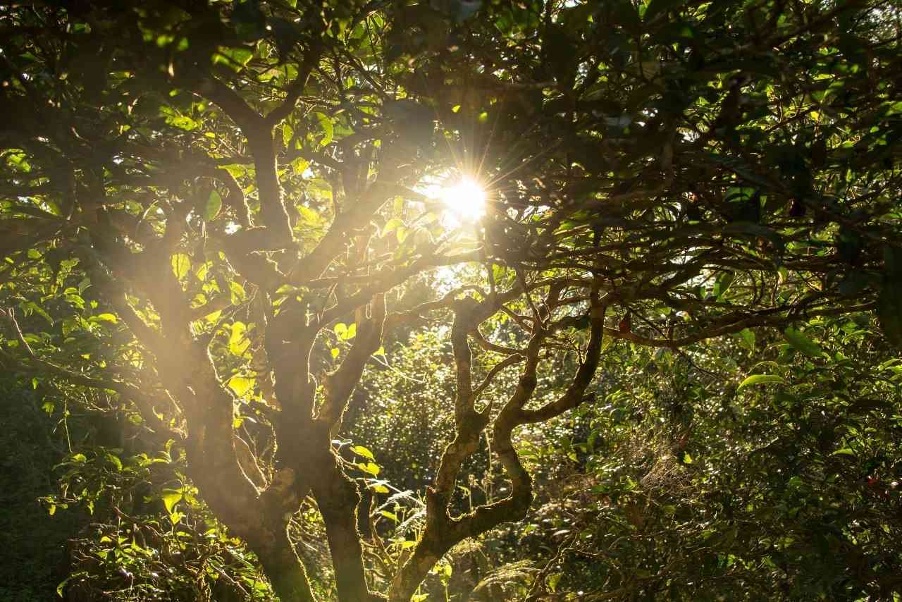 普洱茶六大茶山详细介绍：包括哪些山头及其特点？