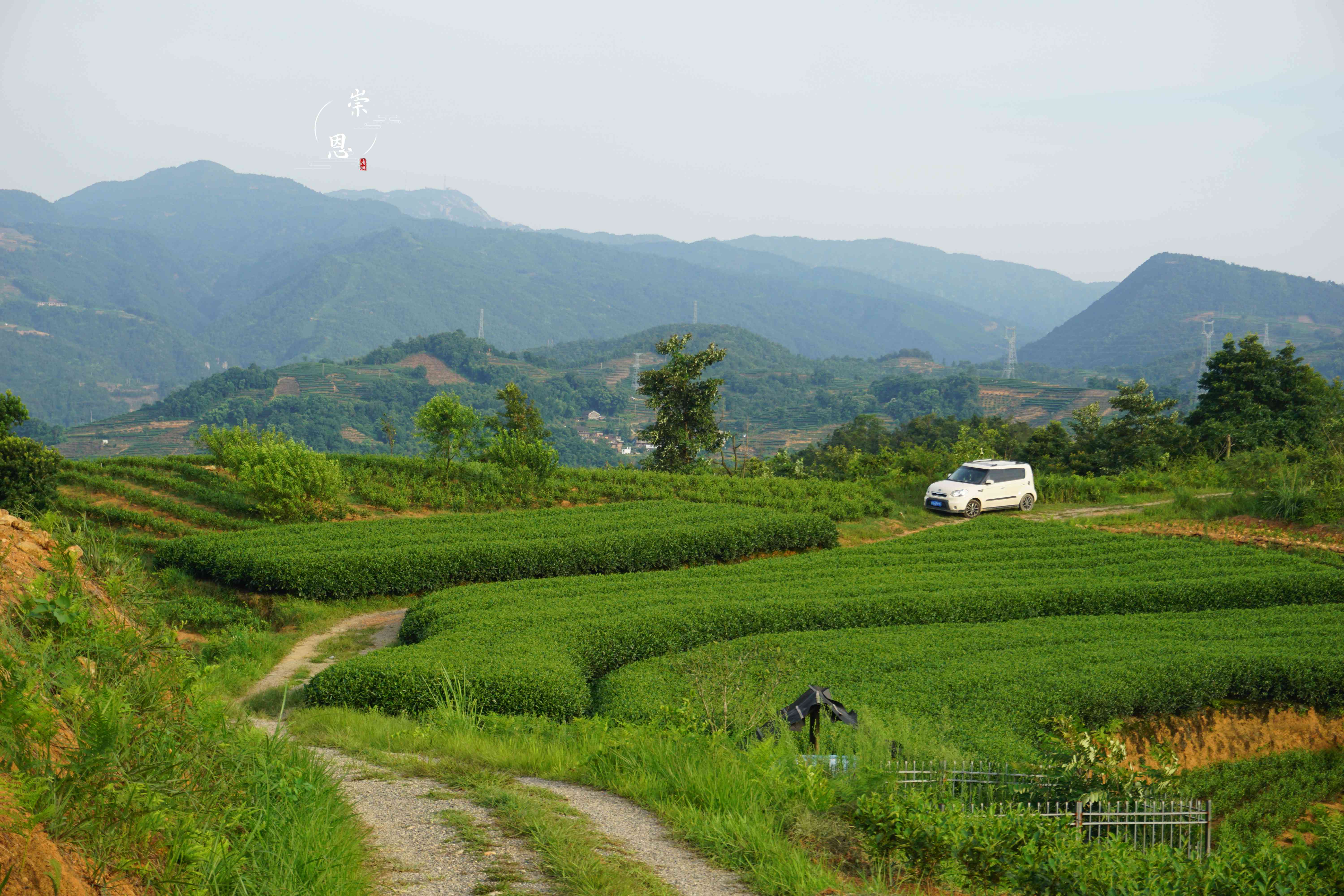 普洱茶六大茶山详细介绍：包括哪些山头及其特点？