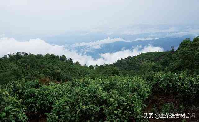 普洱茶六大茶山详细介绍：包括哪些山头及其特点？