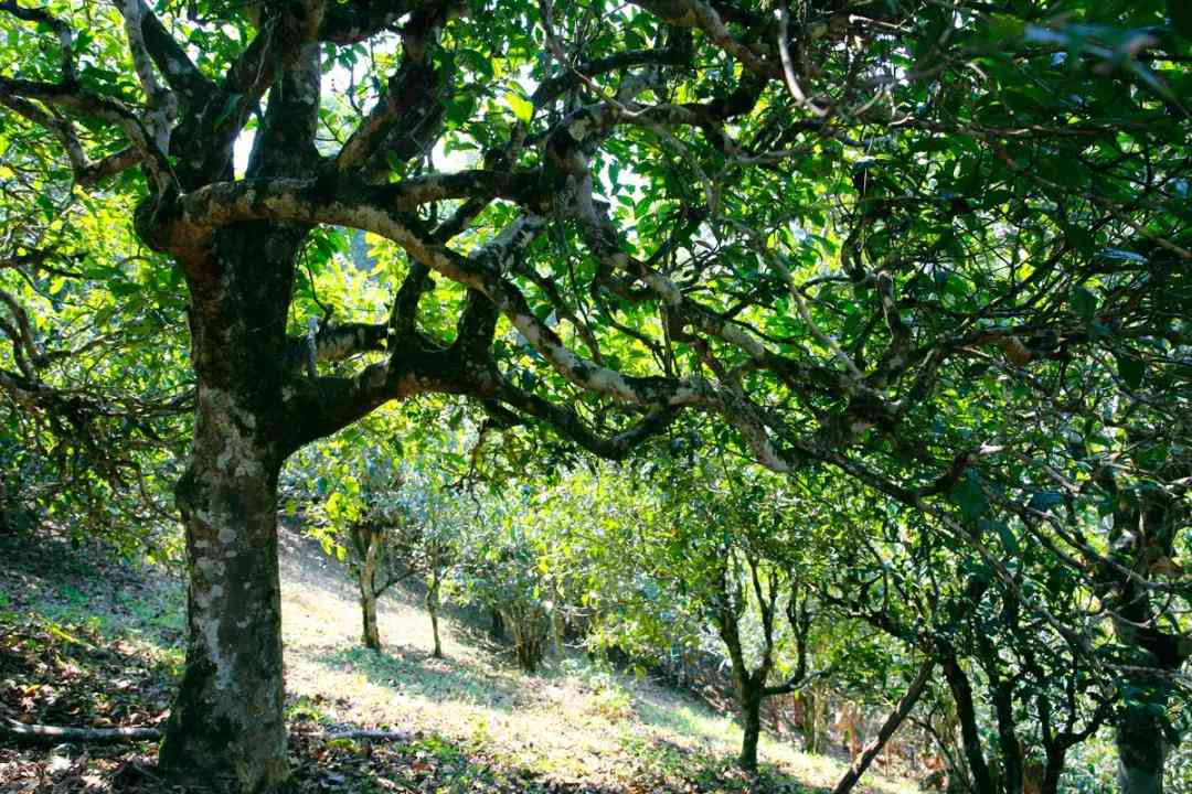 俊仲号冰岛古树普洱茶价格大全