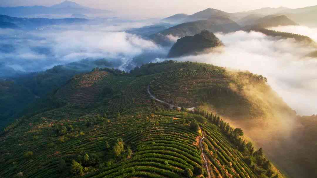 六大茶山纯正熟普洱茶饼：一难以忘怀的江山韵味