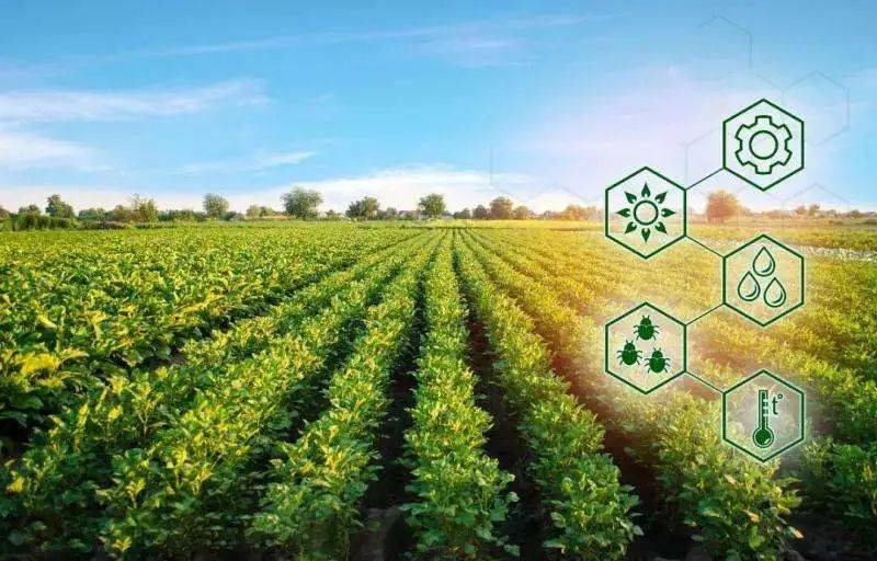 绿豆种植的创新方法及其在可持续农业中的作用