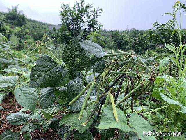 满阳绿豆种植技巧：如何培育翡翠般绿色的绿豆植株？