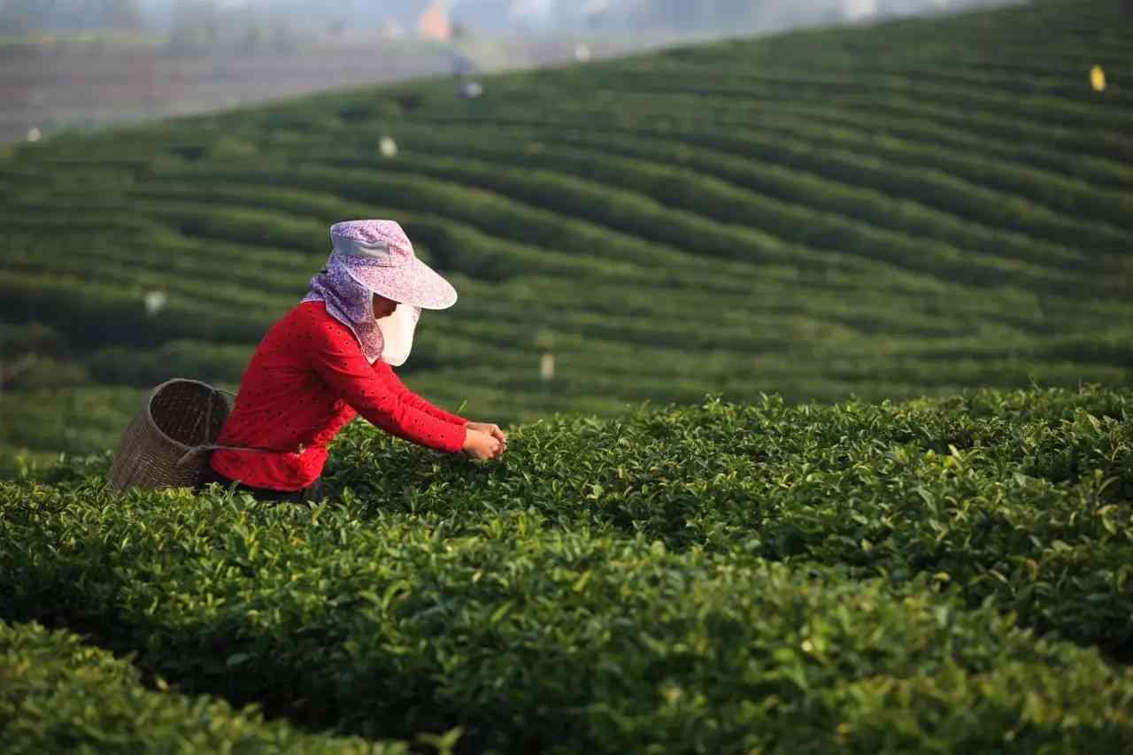 普洱茶中微生物的种类及其对茶品质的影响