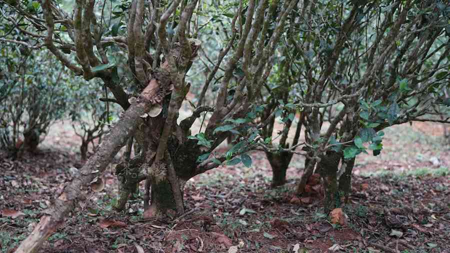 普洱茶易武茶王曼秀8352元价格