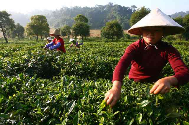 制作普洱茶的全流程及关键加工工艺解析：从采摘到成品，详细步骤一网打尽！