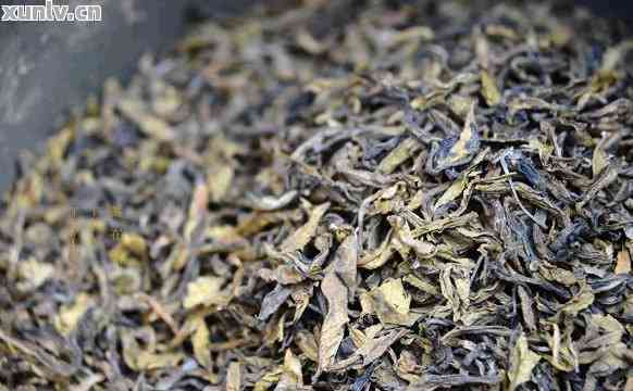 探究普洱茶的独特魅力：从原料选择到精制工艺