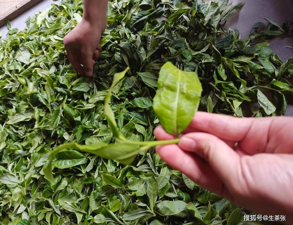 普洱茶工艺中的野茶：种类、制作方法及品鉴技巧全面解析