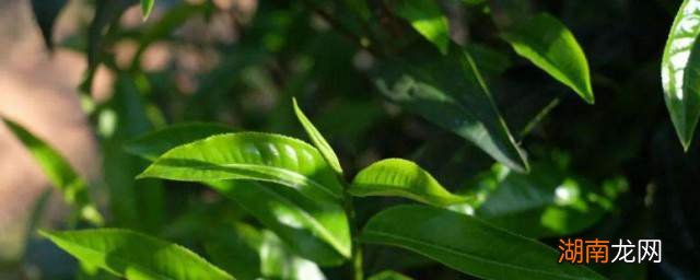 柳叶型普洱茶的功效：详解其独特与健益处