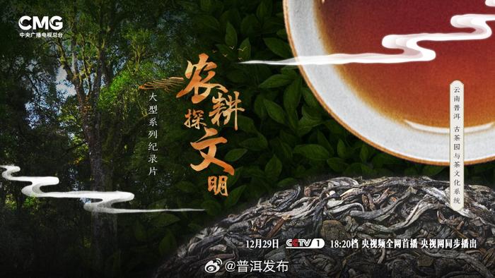云南箐中古树普洱茶cctv特别节目：探寻千年古树的秘密与传承