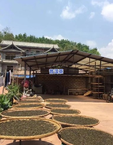 氏普洱茶厂：品质越的普洱茶生产厂家及其全方位产品介绍与购买指南