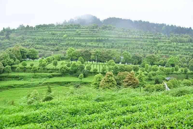 虎茶园：品茗胜地、文化景点与茶艺体验之旅