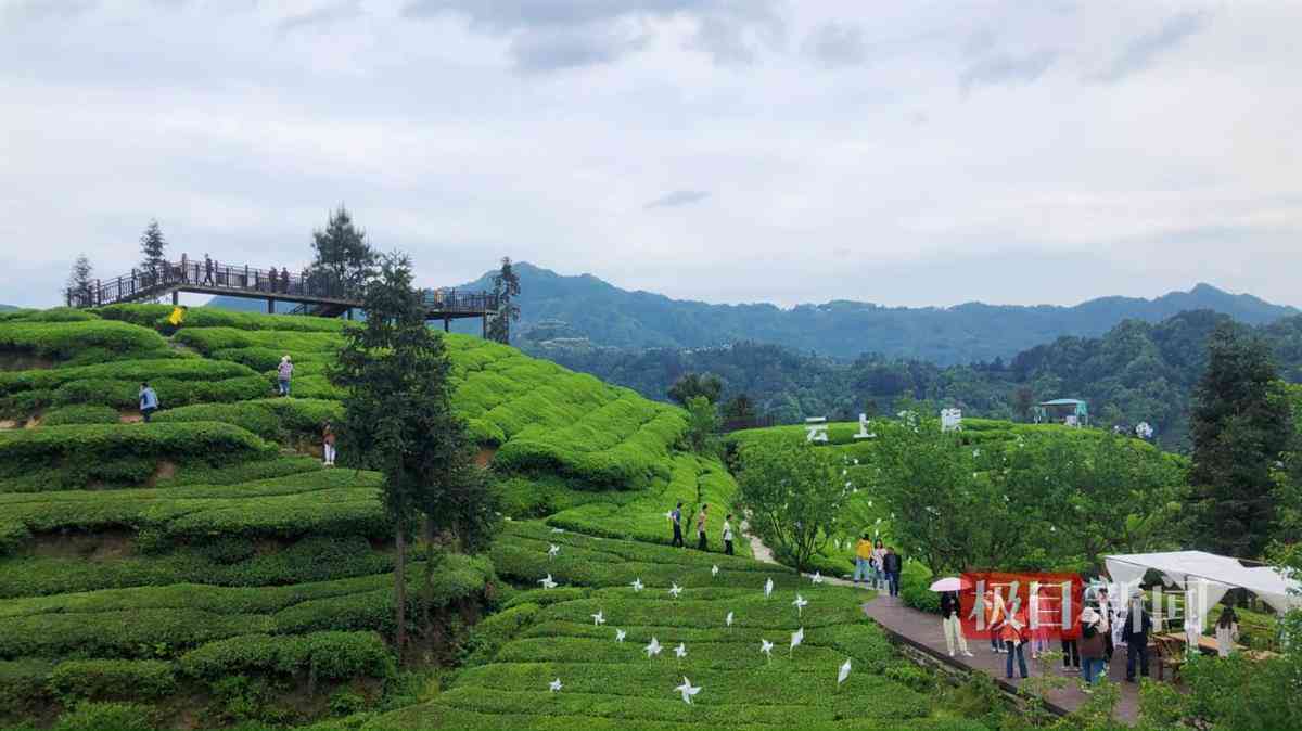 虎茶园：品茗胜地、文化景点与茶艺体验之旅