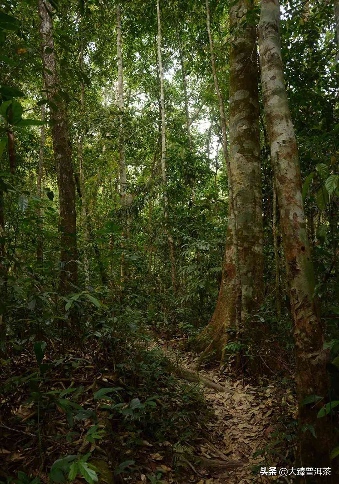 百花潭属于高端普洱吗？百花潭普洱茶的价格和档次以及产地解析