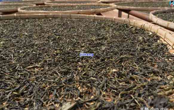 云南普洱茶的特点及其多样化品种和制作过程