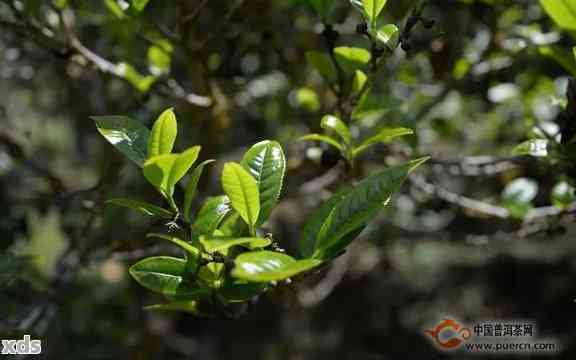 普洱茶的树种及其特点：云南大叶种与小叶种的差异