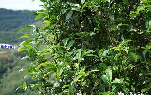 普洱茶的树种及其特点：云南大叶种与小叶种的差异