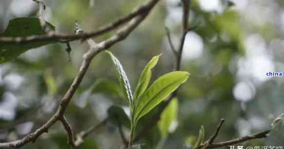 普洱茶：一种源自特定树种的茶叶，了解其品种、制作过程和品鉴技巧