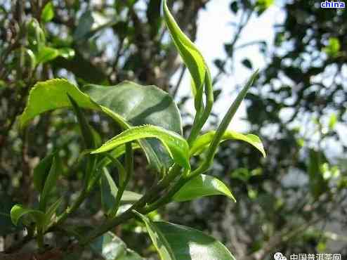 普洱茶：一种源自特定树种的茶叶，了解其品种、制作过程和品鉴技巧