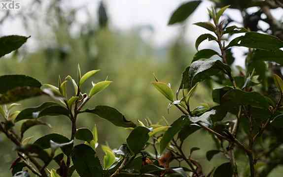 普洱茶是什么树茶类别：普洱茶属于大叶种茶树品种。