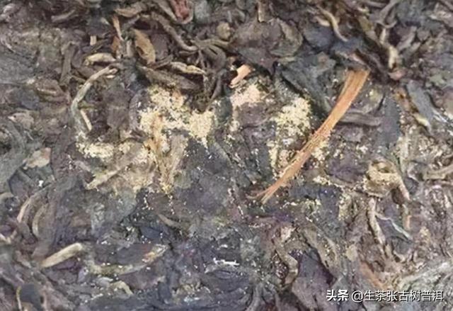 普洱茶白霜现象的真实照片：是否意味着茶叶发霉？