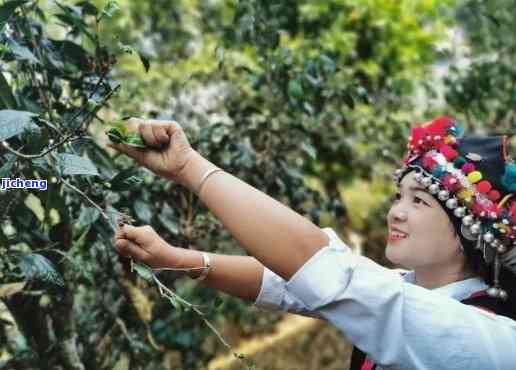 云南勐海百年茶叶：传承茶文化，探索普洱茶的未来