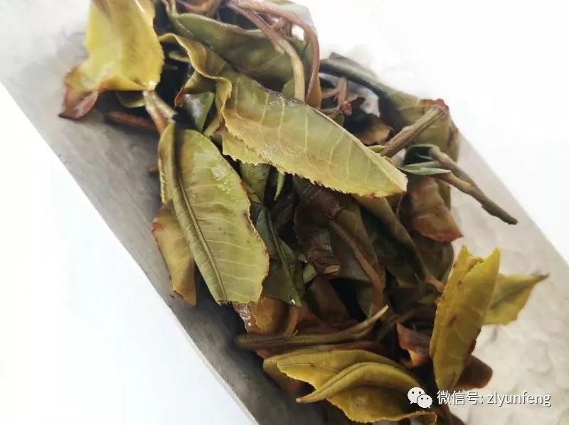 云南普洱茶大白叶的独特魅力与健益处探讨