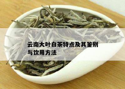云南普洱茶大白叶的独特魅力与健益处探讨