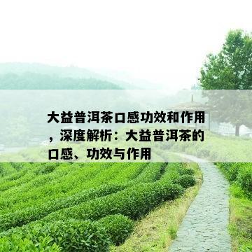 潍坊大益普洱茶：品质、产地、泡法、功效等全方位解析