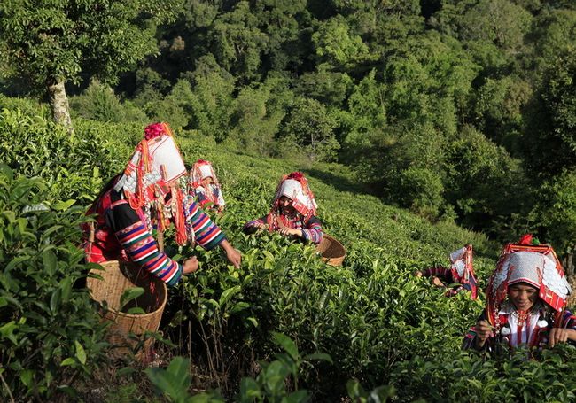 中茶勐海普洱茶产地