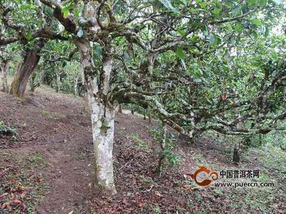 普洱茶古树总产量多少吨