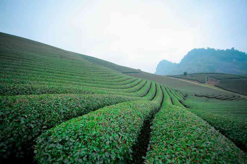 无量山大树茶：品质、口感、功效及泡法全面解析，助您了解这款茶叶的一切