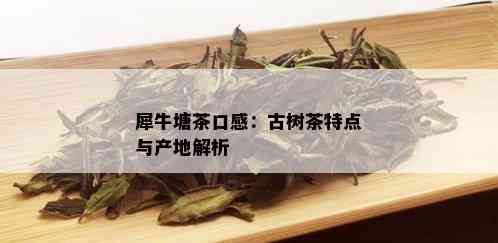 '犀牛塘普洱茶在哪里生产：寻找源头与品质'