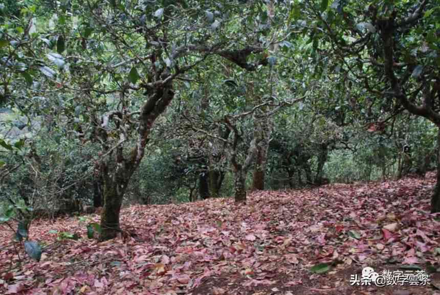 麻栗坡古树茶：普洱茶的产区探讨与解析