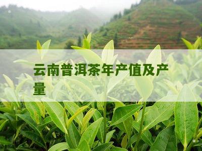 云南古树普洱茶的年产量