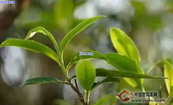 有花香的普洱是什么品种：探讨花香普洱茶的特点与种类