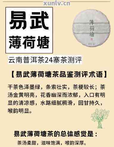 易武薄荷塘普洱茶：品质、冲泡方法与口感全方位解析