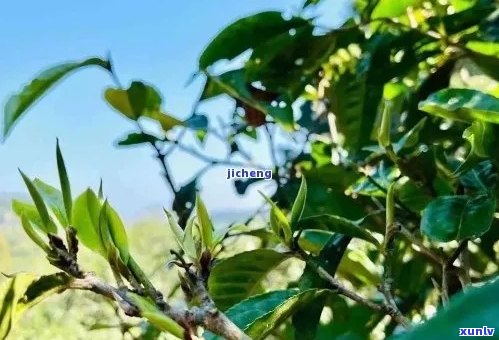 云南薄荷塘普洱茶产地直播：探索云南薄荷塘普洱茶的产地，产量和茶叶特色。