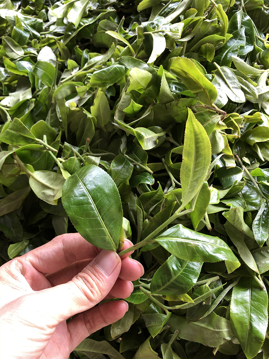 2020年薄荷塘古树普洱茶优质货源价格与批发采购指南