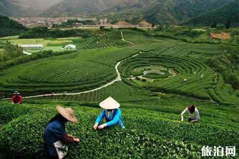 云南昆明双廊茶叶场详细地址及交通指南