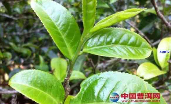 云南普洱茶大叶种：种类丰富，品味各异的山茶茶树品种探究