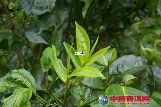 云南普洱茶大叶种：种类丰富，品味各异的山茶茶树品种探究