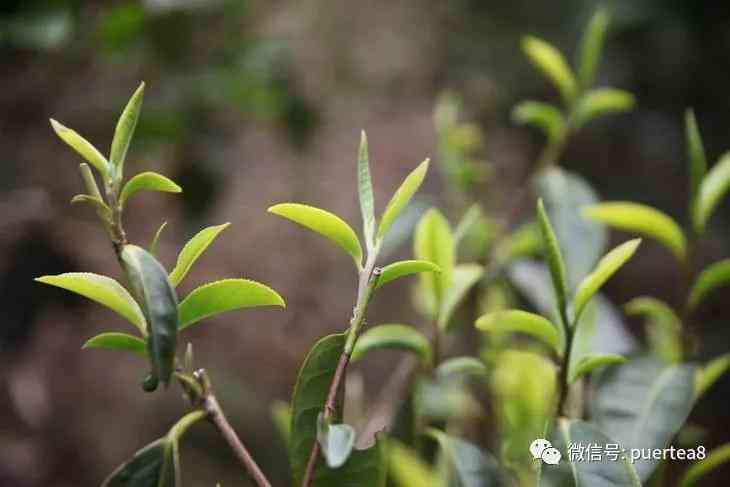 六大茶山大叶种普洱茶