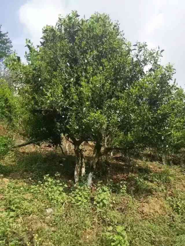 六大茶山大叶种普洱茶