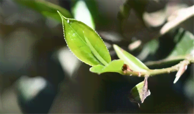 六大茶山大叶种普洱茶